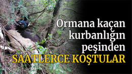 Ormana kaçan kurbanlığın peşinden saatlerce koştular